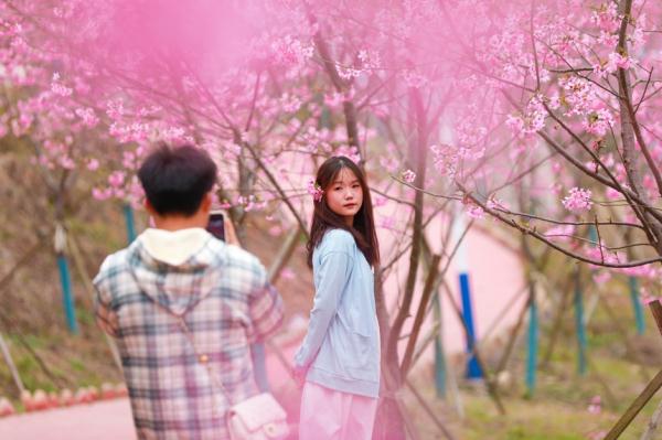 贵州天柱：樱花盛开醉游人