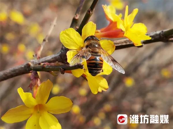 潍坊“繁花”攻略→