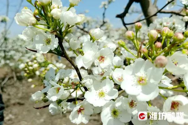 潍坊“繁花”攻略→