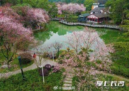 长沙望月公园开启早樱盛宴