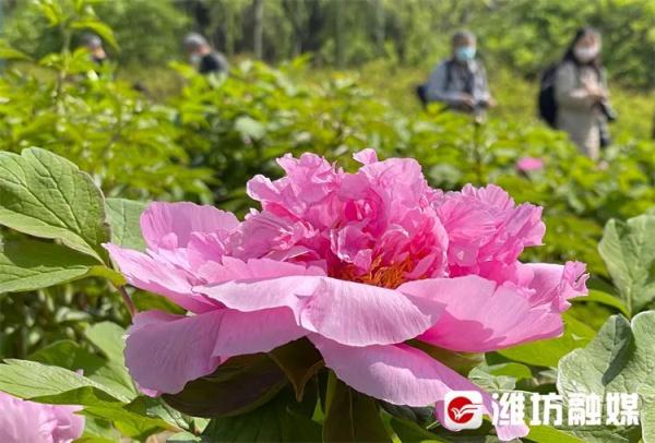 潍坊“繁花”攻略→