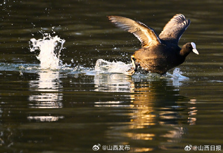 太原市汾河湿地公园已成为鸟类栖息的“天堂” 太原市汾河湿地公园已成为鸟类栖息的“天堂”