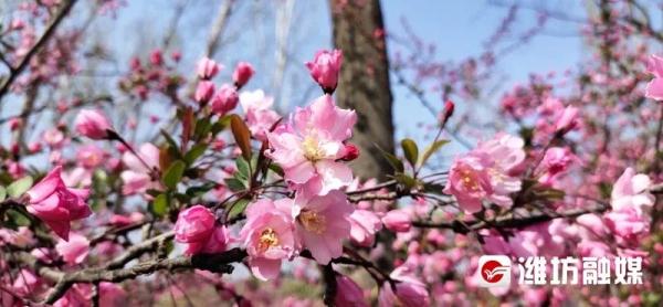 潍坊“繁花”攻略→