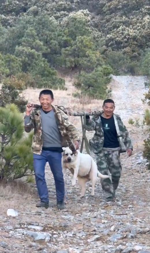 丽江一狗子跟主人爬山减肥,被抬下山!画风遭群嘲 丽江一狗子跟主人爬山减肥,被抬下山!画风遭群嘲