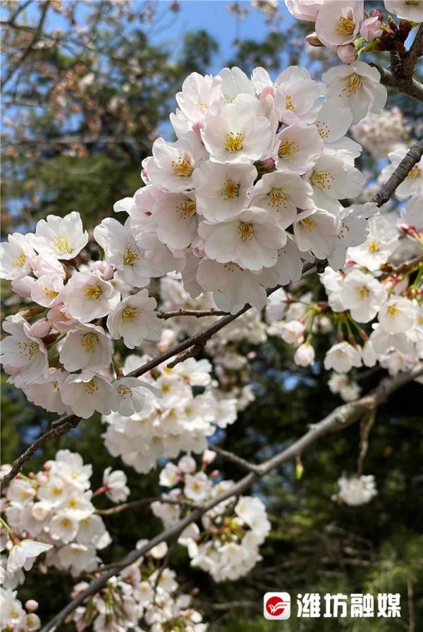 潍坊“繁花”攻略→