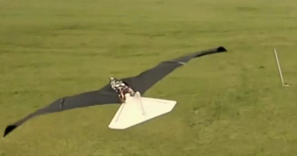 一只鸟有什么好看的？等等，这好像不是鸟！