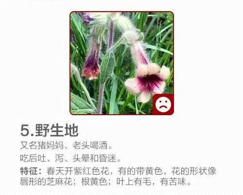 不要碰!不要吃!紧急提醒 不要碰!不要吃!紧急提醒