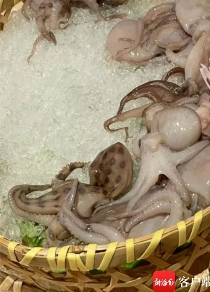 千万别吃！剧毒可致人死亡！认清这种章鱼→
