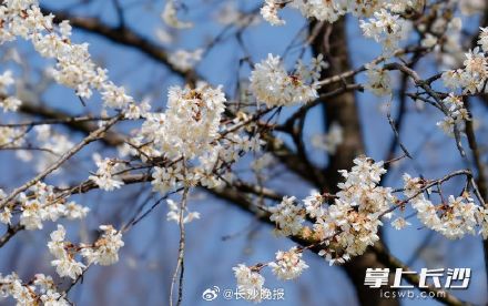 长沙望月公园开启早樱盛宴