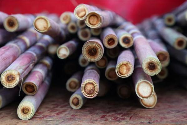 乘着火车去卖菜，“慢火车”拉来“幸福甜”