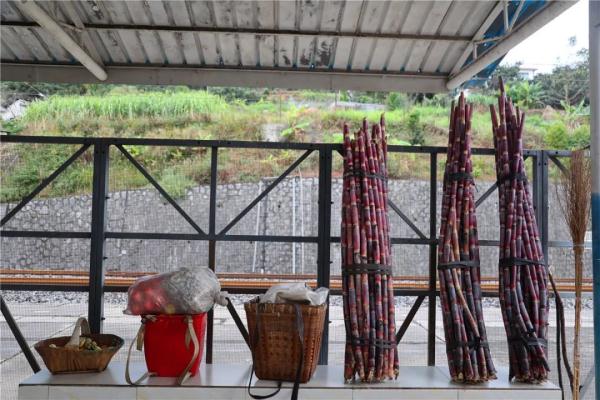 乘着火车去卖菜，“慢火车”拉来“幸福甜”