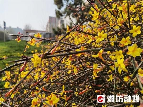 潍坊“繁花”攻略→