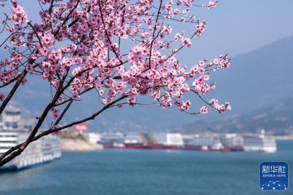 春到三峡 春到三峡