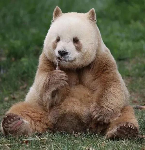 江西“熊猫院士”团队有新发现！