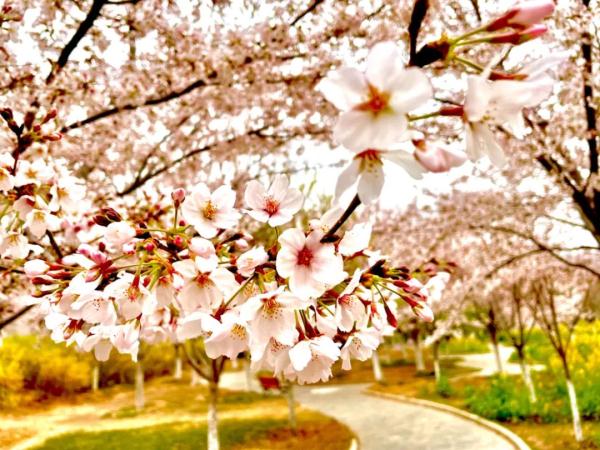 郑州最高22℃!这份春日温柔限定请收下→ 郑州最高22℃!这份春日温柔限定请收下→