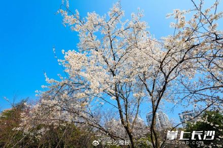 长沙望月公园开启早樱盛宴