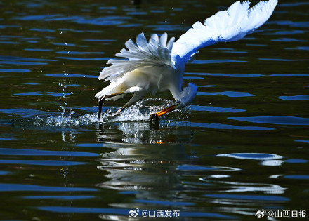 太原市汾河湿地公园已成为鸟类栖息的“天堂”