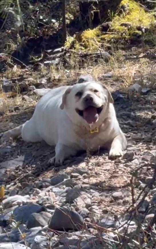 丽江一狗子跟主人爬山减肥,被抬下山!画风遭群嘲 丽江一狗子跟主人爬山减肥,被抬下山!画风遭群嘲