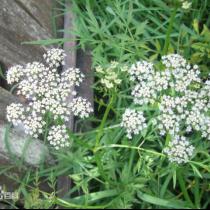 不要碰!不要吃!紧急提醒 不要碰!不要吃!紧急提醒