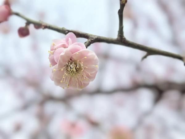 郑州最高22℃!这份春日温柔限定请收下→ 郑州最高22℃!这份春日温柔限定请收下→