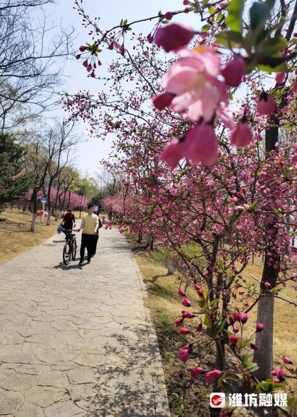 潍坊“繁花”攻略→