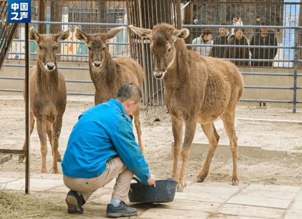 青藏高原的珍稀野生动物,如今足有25000只! 青藏高原的珍稀野生动物,如今足有25000只!