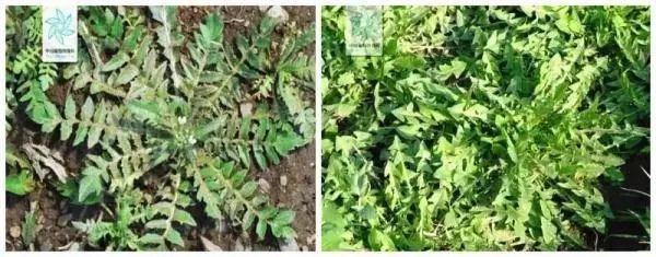 上海人的朋友圈又流行起了这事儿?紧急提醒:碰都不要碰! 上海人的朋友圈又流行起了这事儿?紧急提醒:碰都不要碰!