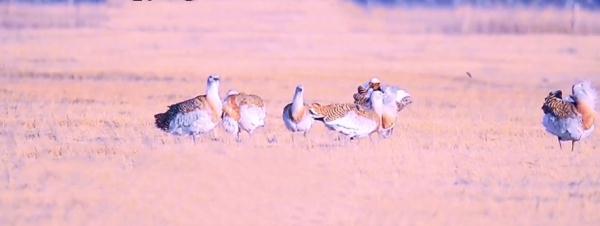 黑龙江此地发现7只国家一级保护动物