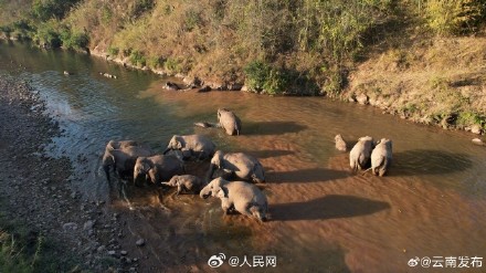 云南数十头野生亚洲象罕见同框