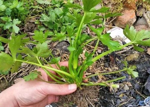 不要乱吃!不要乱吃!已有人中毒! 不要乱吃!不要乱吃!已有人中毒!