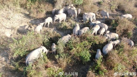 云南数十头野生亚洲象罕见同框