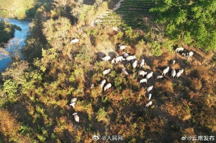 云南数十头野生亚洲象罕见同框