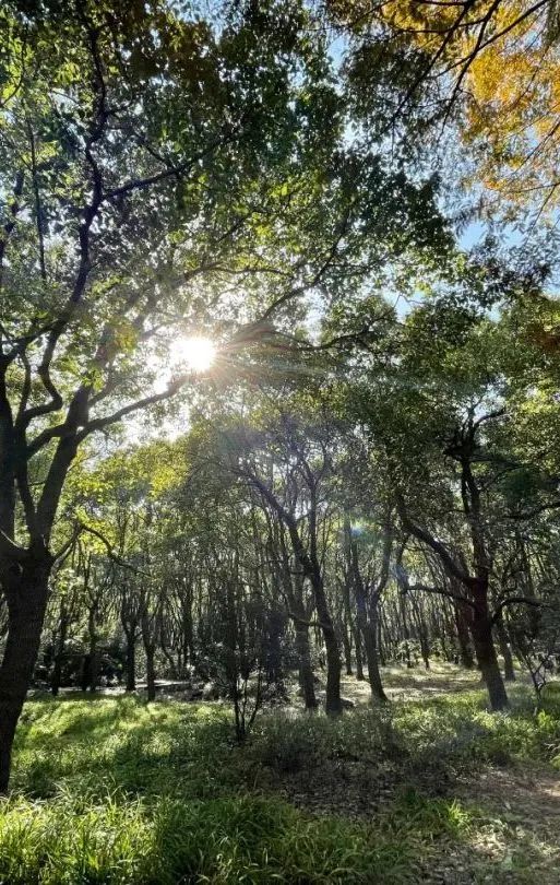 太夸张,在上海这也要抢!一上网便被"秒杀"...有的一年费用近万元 太夸张,在上海这也要抢!一上网便被"秒杀"...有的一年费用近万元