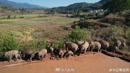 云南数十头野生亚洲象罕见同框