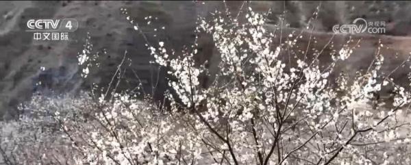 闻香赏花春已至 一起感受生机盎然的祖国大美河山