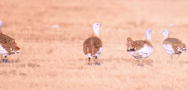 黑龙江此地发现7只国家一级保护动物