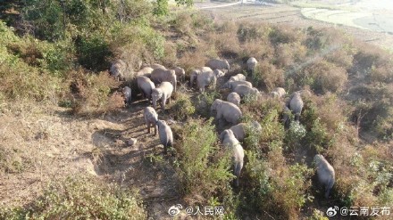 云南数十头野生亚洲象罕见同框