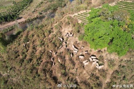 云南数十头野生亚洲象罕见同框