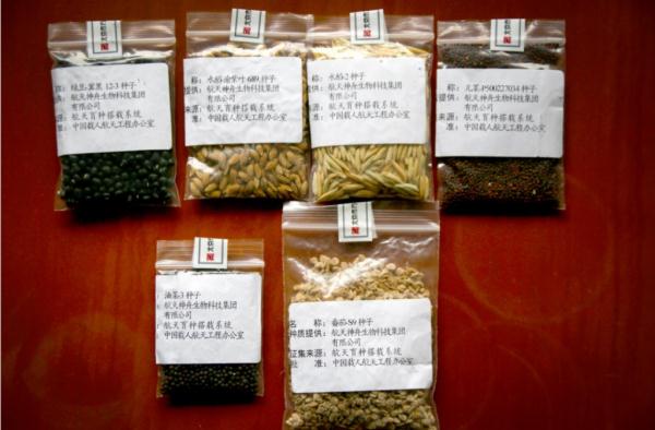 到太空“修炼”的“儿菜”种子，回重庆了！想吃不？