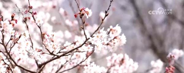 闻香赏花春已至 一起感受生机盎然的祖国大美河山