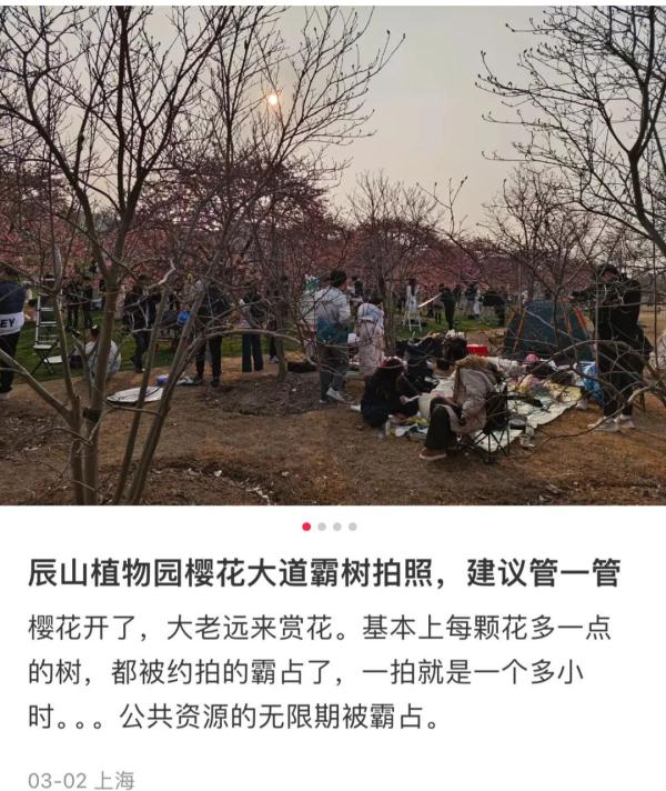樱花树下“霸树”引争议，多方发声