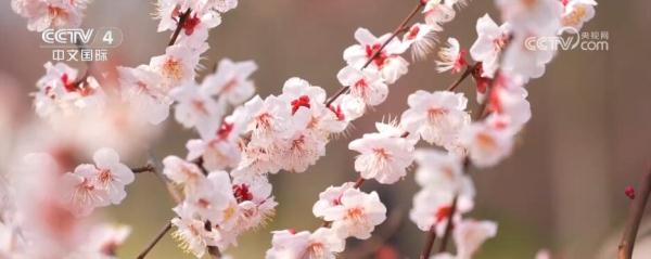 闻香赏花春已至 一起感受生机盎然的祖国大美河山