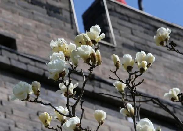 西安会有“倒春寒”吗?最新消息→ 西安会有“倒春寒”吗?最新消息→