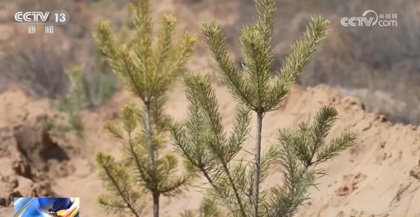 亮眼数据勾勒“植”此青绿成绩单 逐绿而行擦亮高质量发展底色