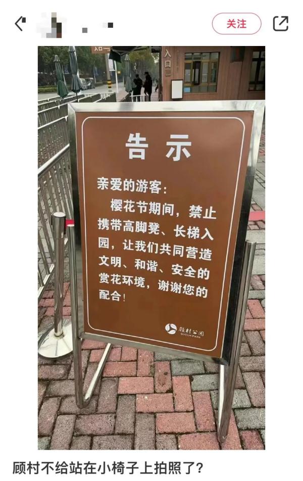 樱花树下“霸树”引争议，多方发声