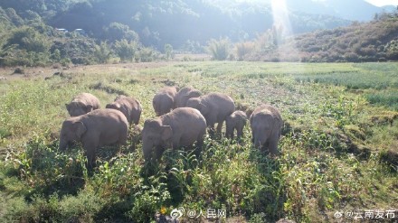 云南数十头野生亚洲象罕见同框