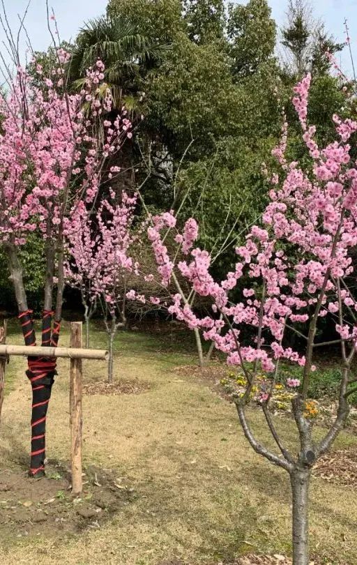 太夸张，在上海这也要抢！一上网便被“秒杀”...有的一年费用近万元→