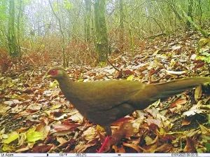 国家二级保护动物白鹇现身阿哈湖国家湿地公园 国家二级保护动物白鹇现身阿哈湖国家湿地公园