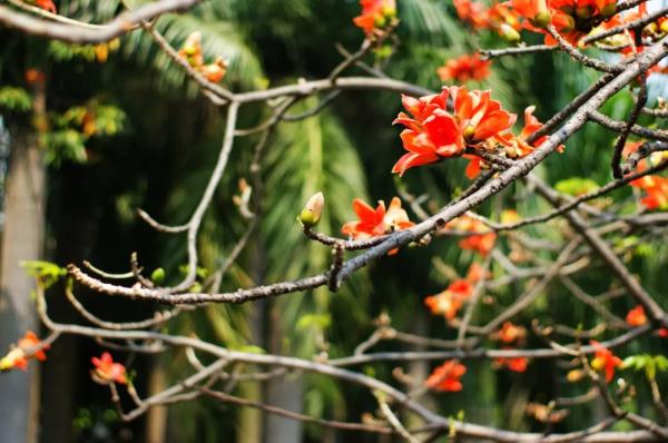 【食疗养生】木棉花好看还能煲汤！“花式”汤方快收好→