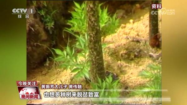 福建宁德：一家三代四十载 “植”出绿色奇迹
